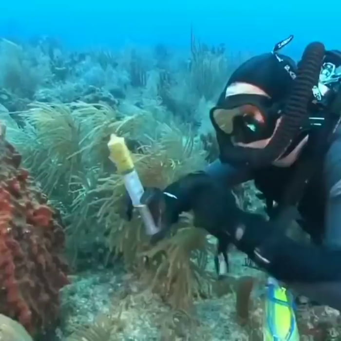 Sponge filterfeeding made visible 9GAG