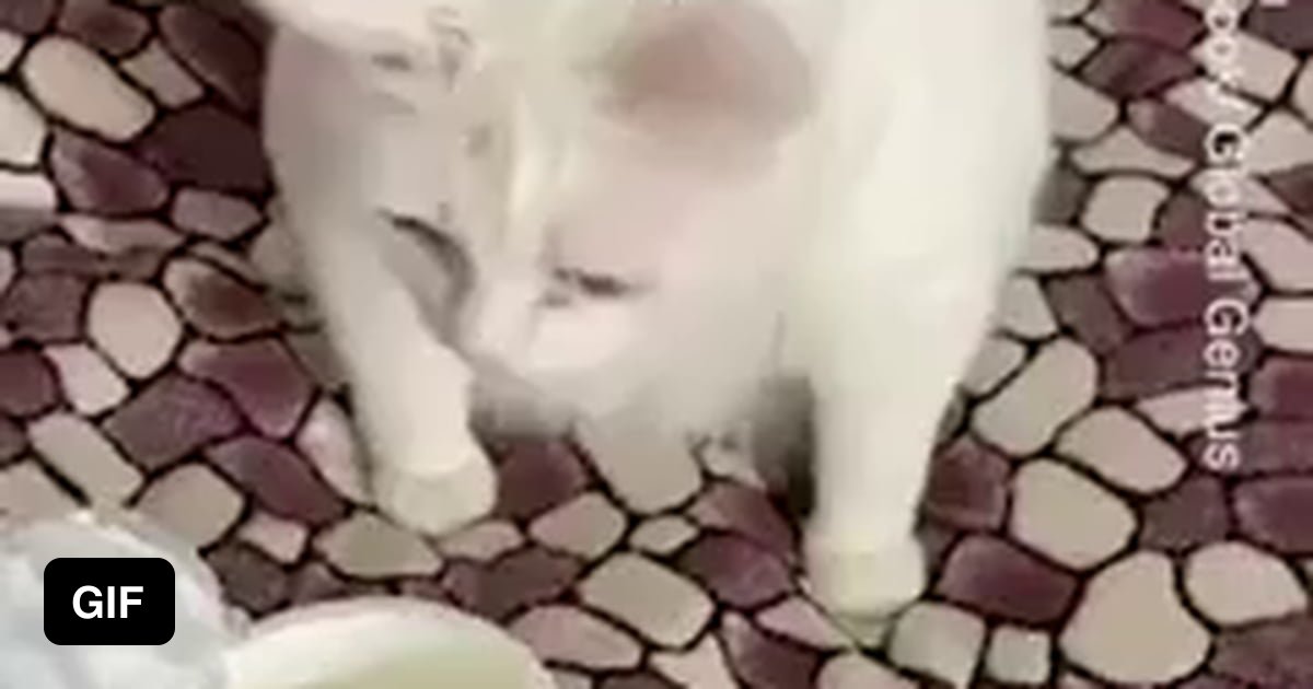 Cat Hates The Smell Of Sour Cream 9gag 4927