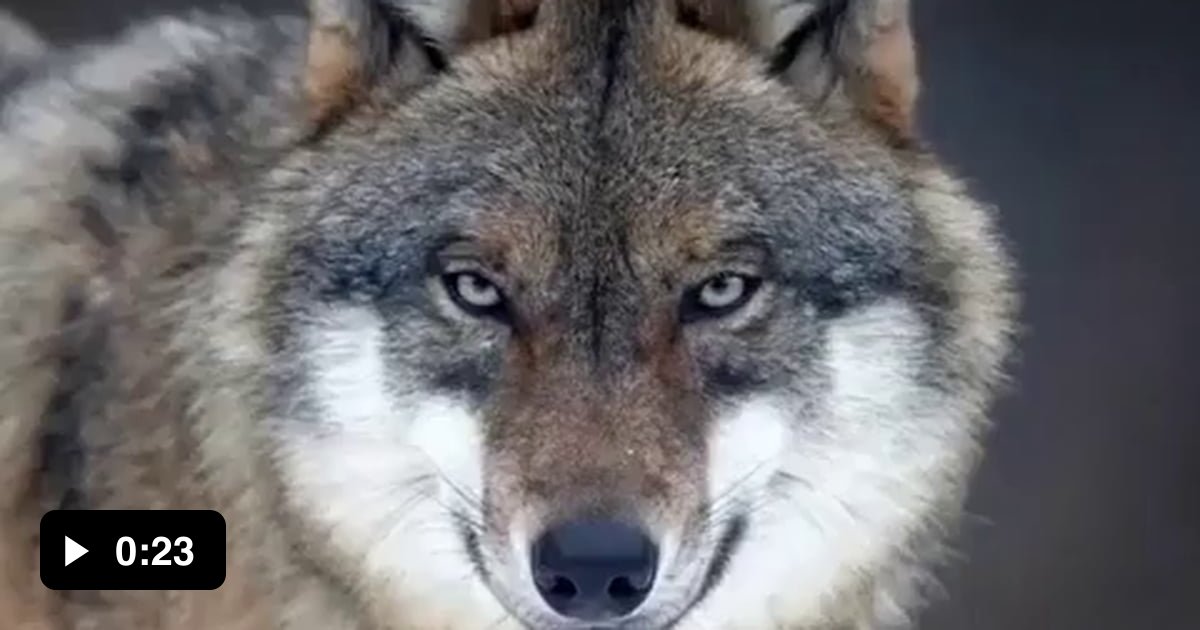 Wolf - 9GAG