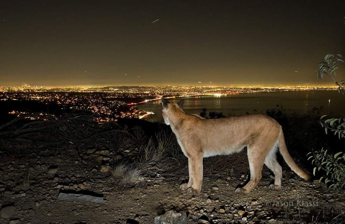 puma near