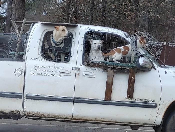 Dogs own the truck! - 9GAG