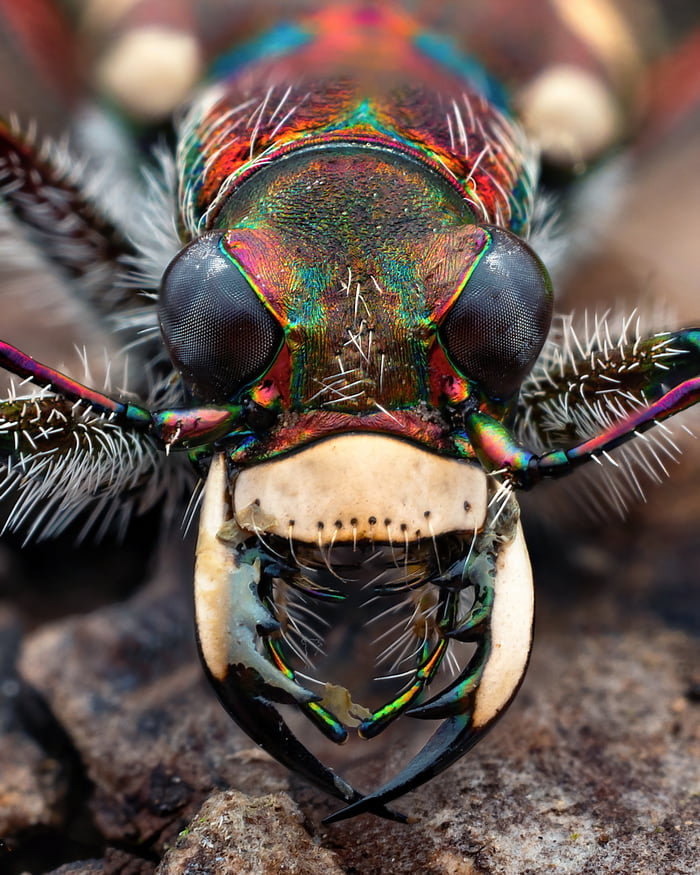 Tiger beetle - 9GAG