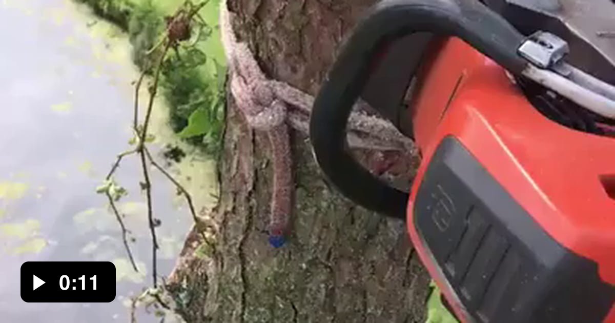Tree topper uses a zip line technique to bring felled tops to shoreline