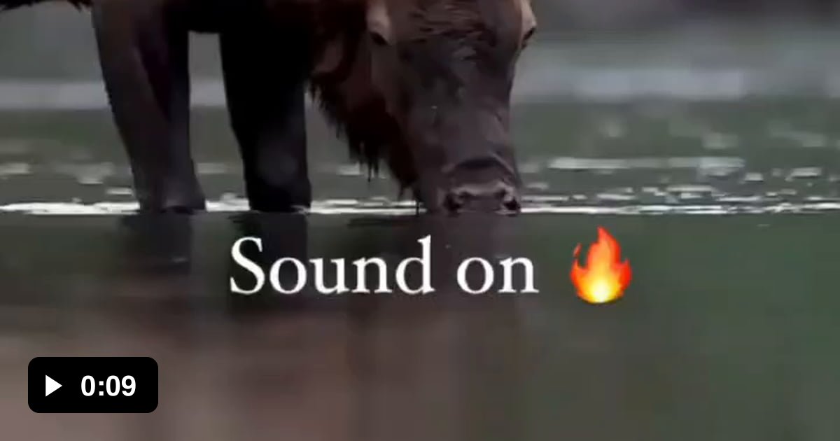 Elk sounds are beautiful - 9GAG