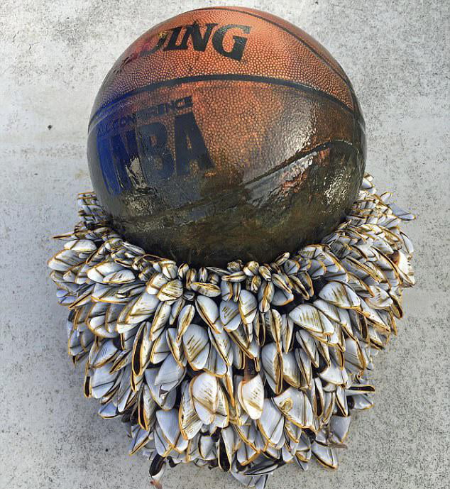 This basketball has obviously traveled for quite some time and grew it