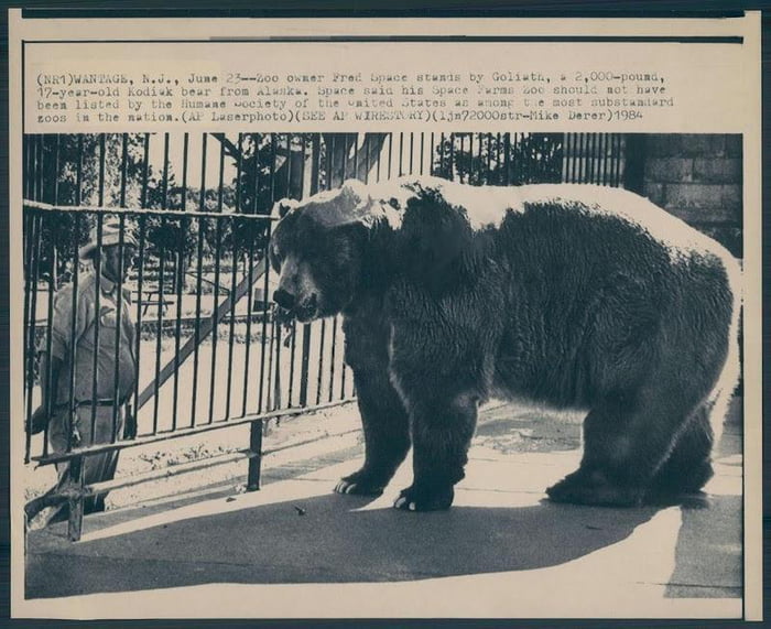 this-is-an-image-of-clyde-the-largest-kodiak-bear-ever-held-in