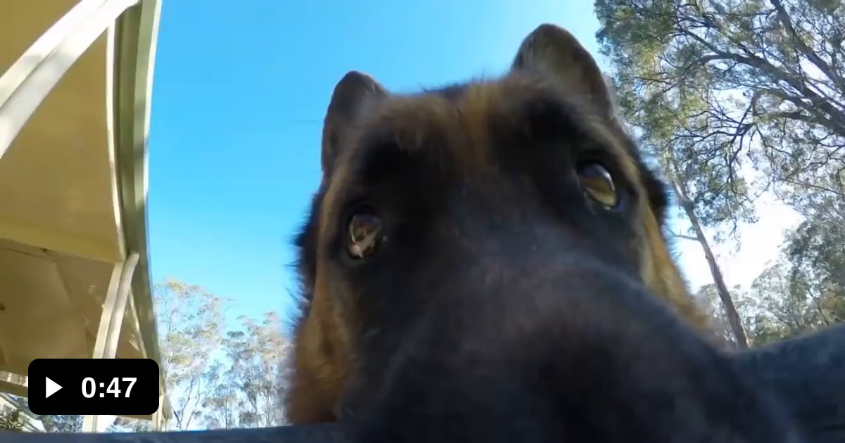 When dog steals GoPro 9GAG