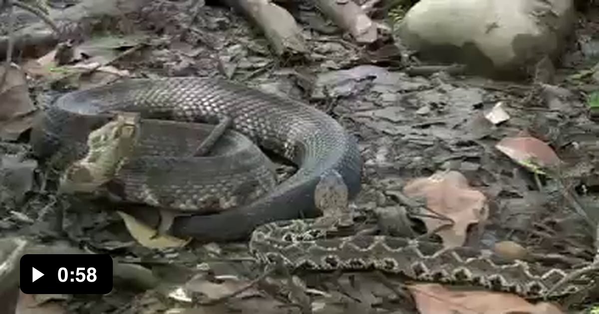 Cottonmouth vs Rattlesnake 9GAG