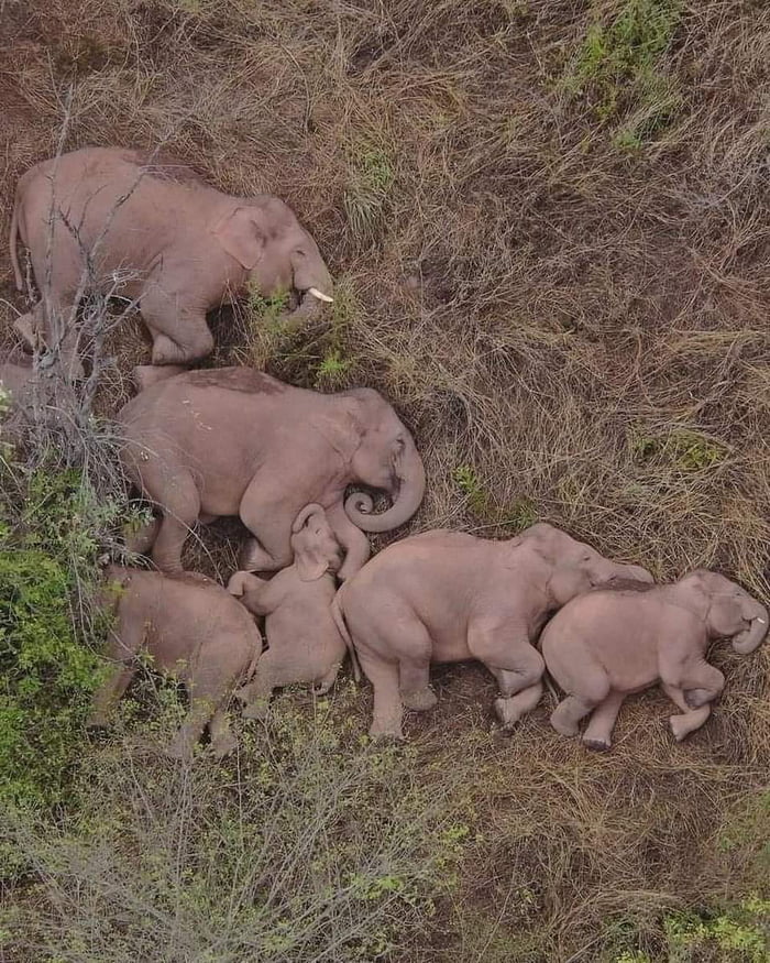 An elephant family is sleeping photographed by a drone. - 9GAG