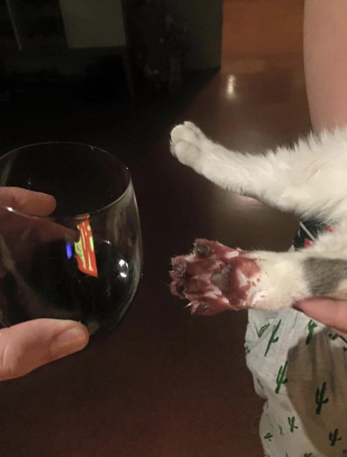 Does red wine wash out of cats ok? 9GAG