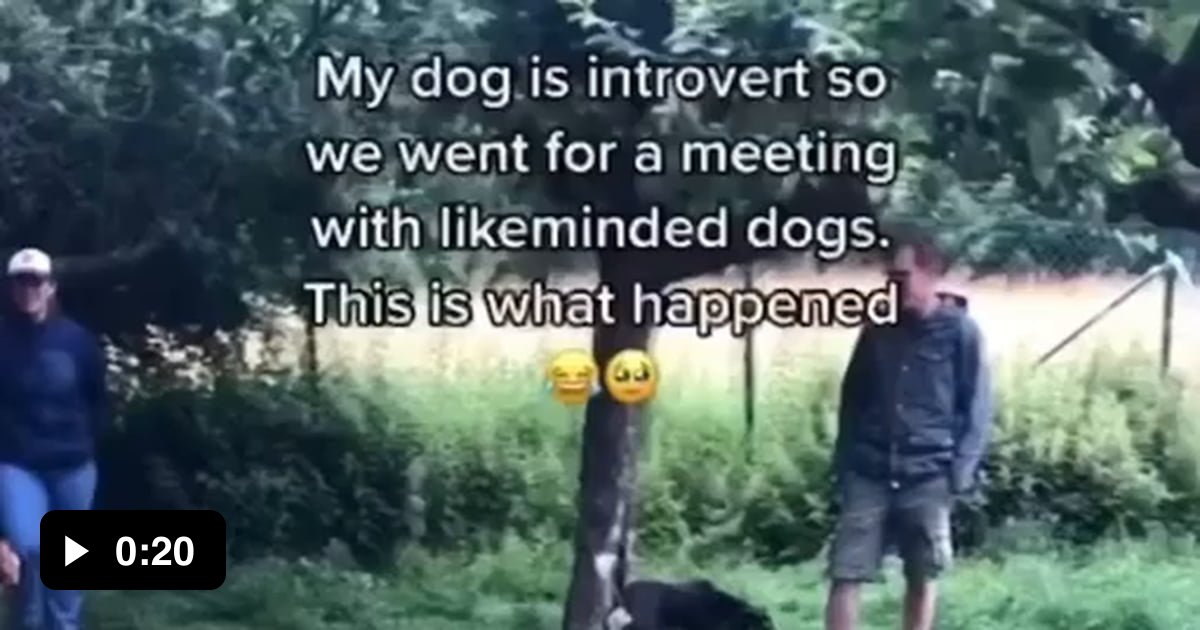 Introvert dogs 9GAG