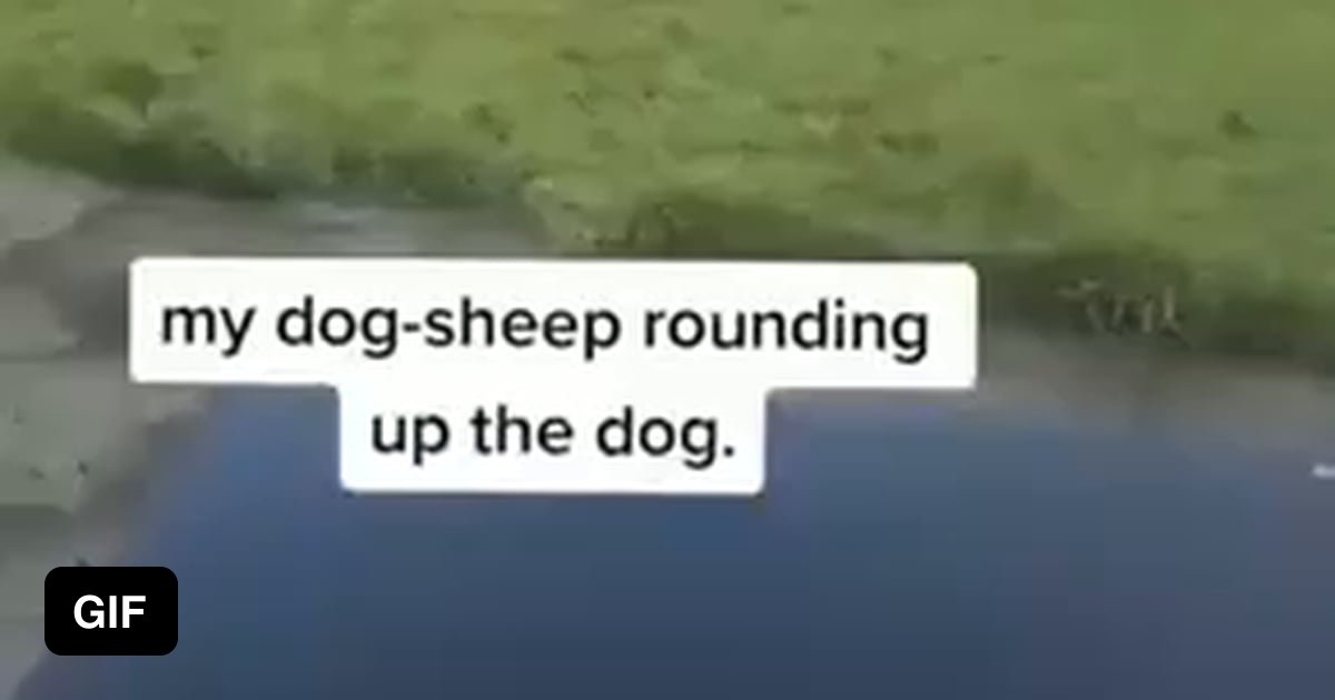 Dog Rounding Meme Dog-Sheep the Unroundable. 100% chance to reverse round - 9GAG