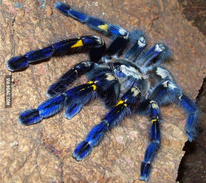 cobalt tarantula