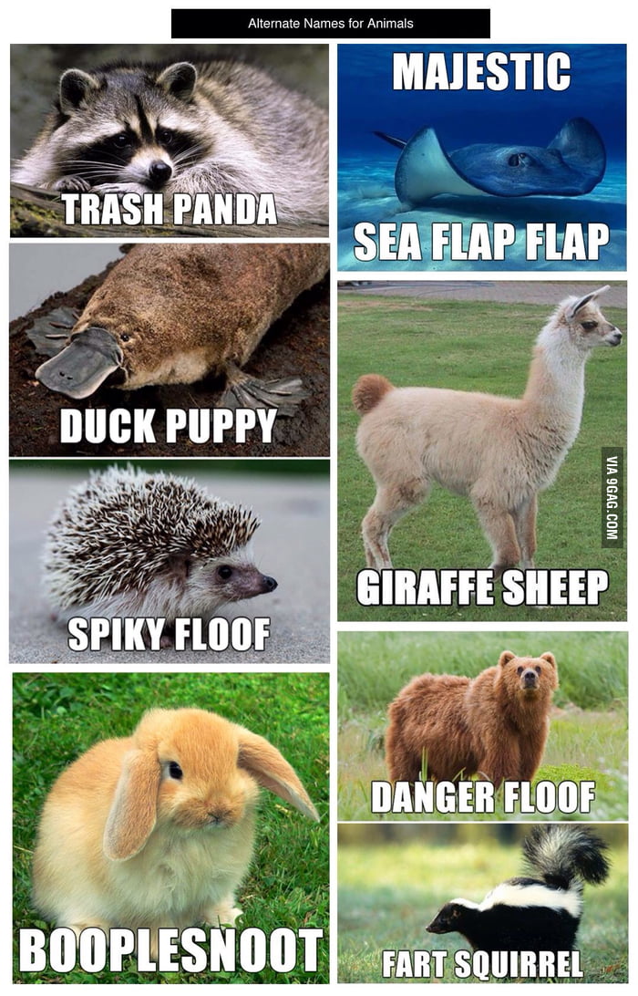 alternate-animal-names-9gag