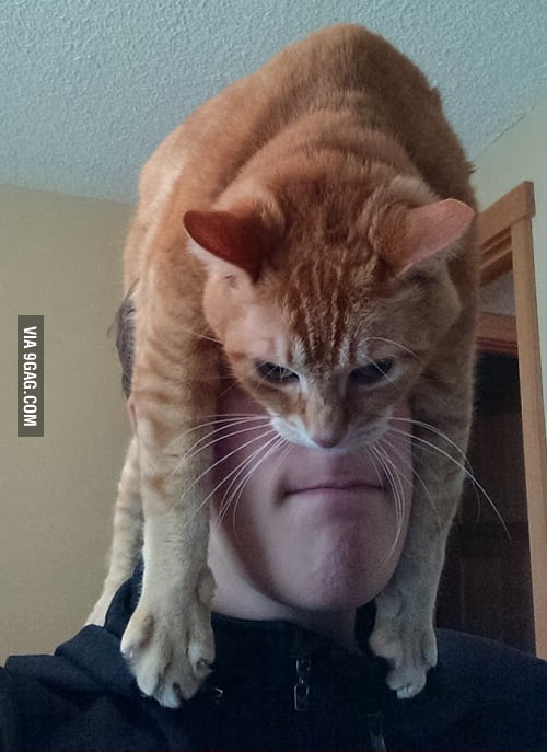 An alternative to a catbeard. - 9GAG