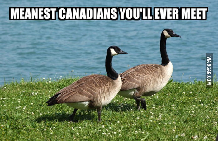 canada goose 9gag canada goose 9gag
