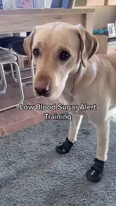 Diabete alert dog trained to alert human with boops when blood sugar level is low
