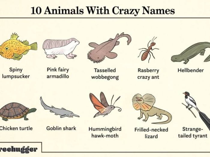 any-other-funny-animal-names-9gag