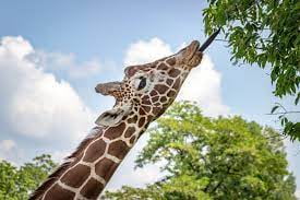 Giraffes Have Tongues That Measure Up To 20 Inches Long Giraffe Tongues Are Also A Very Dark Color Which Makes Their Tongue Less Prone To Sun Burns When Eating 9gag