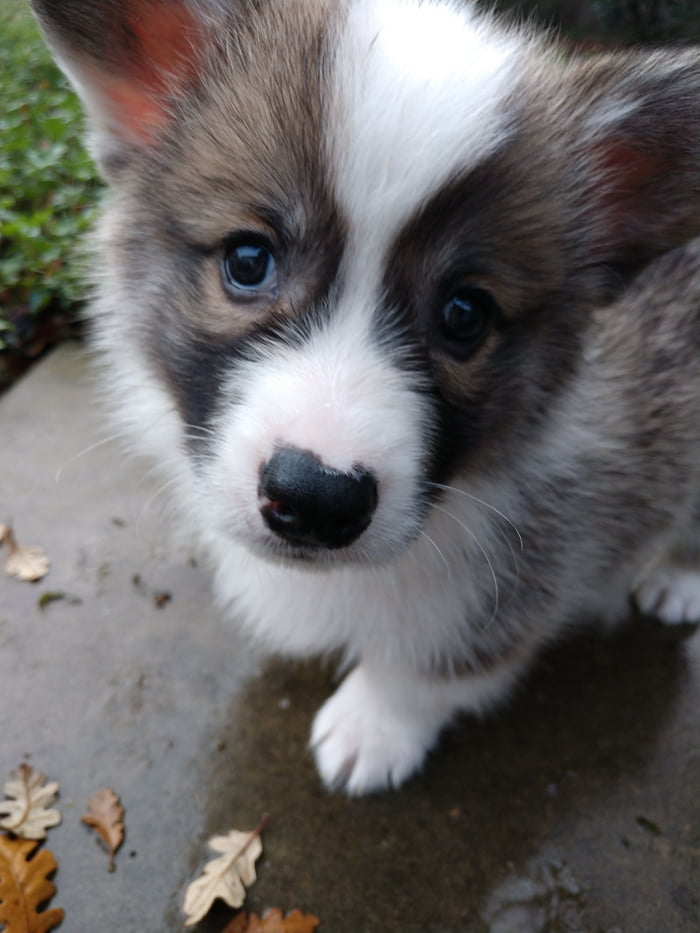 Meet our new Corgi puppy! - 9GAG