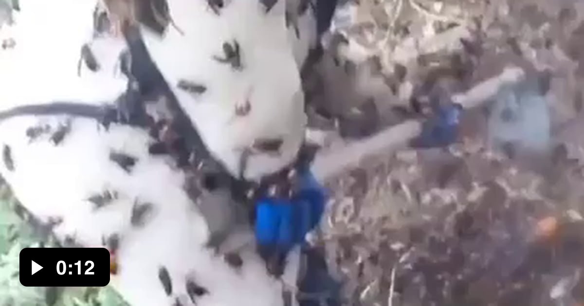 Recording Swarm Of Hornets With Bare Hands 9gag