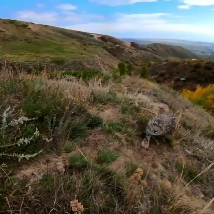 Face to face with the ghost of the mountains