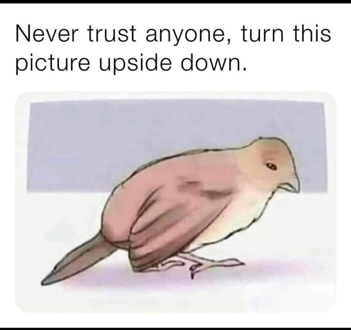 Never Trust Anyone Meme Never Trust Anyone - 9Gag