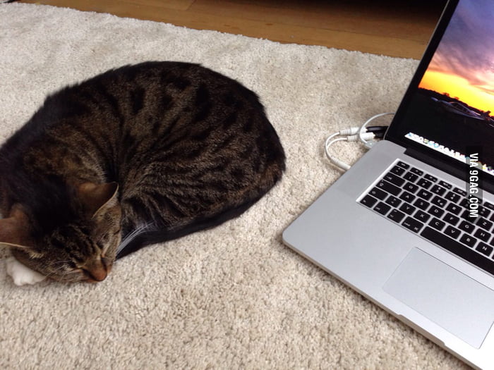 My cat decided to sleep next to me, instead of bothering me 9GAG