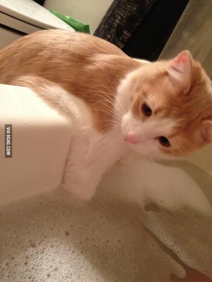 My cat likes to take bubble baths with me 9GAG