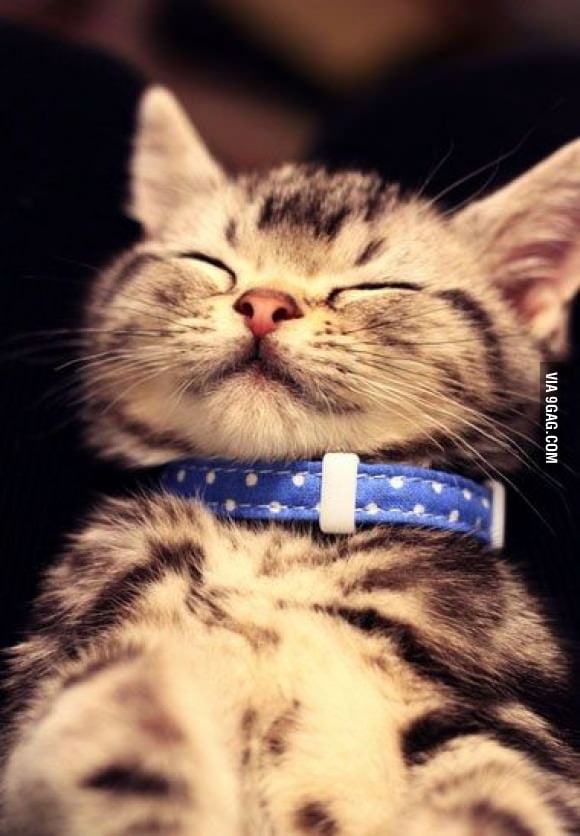 Kit Smiling A smiling kitty will make you smile! - 9GAG