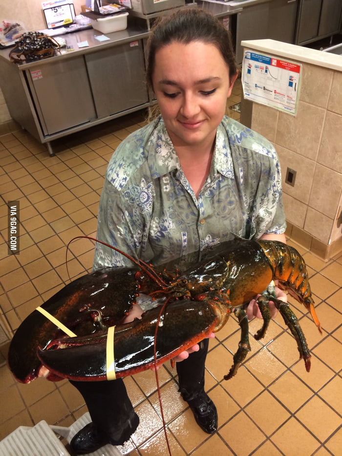 About an 18 lb lobster came into work, hungry? - 9GAG