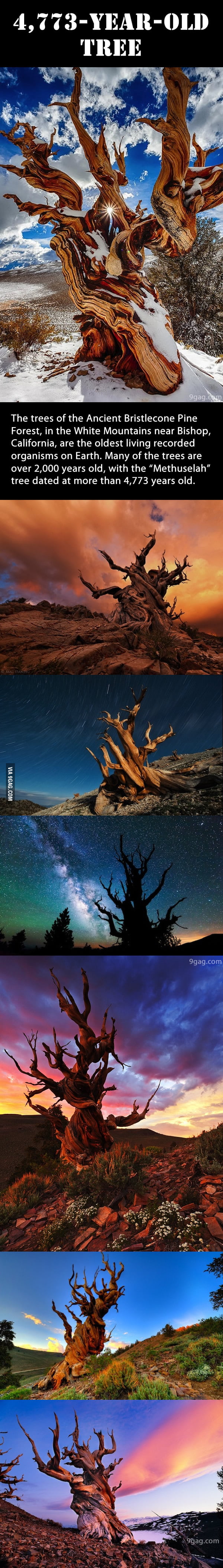 the-oldest-living-organism-on-earth-9gag