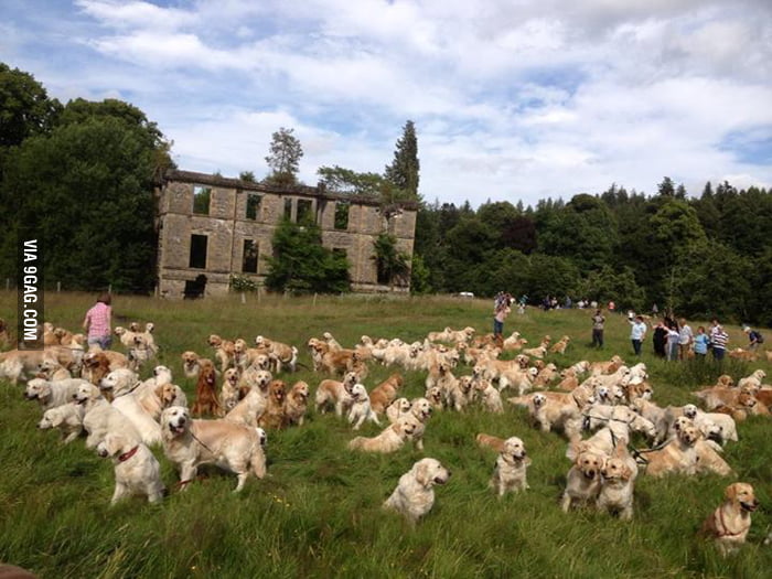 Golden Retriever Festival in Scotland - 9GAG