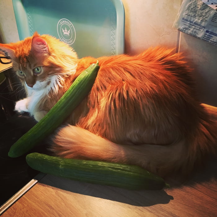 'Cats are afraid of cucumbers!' '...yeah..' 9GAG