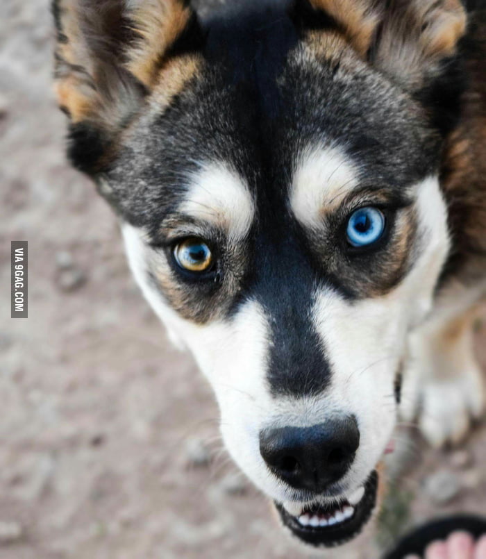 My dog zelda saying hi friends! - 9GAG