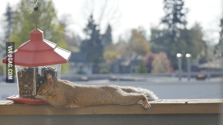 They Put A Bird Feeder On Our Deck This Bastard Ate Himself To