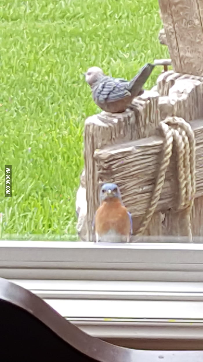 This bird flies into my window every day, and then looks at me with ...