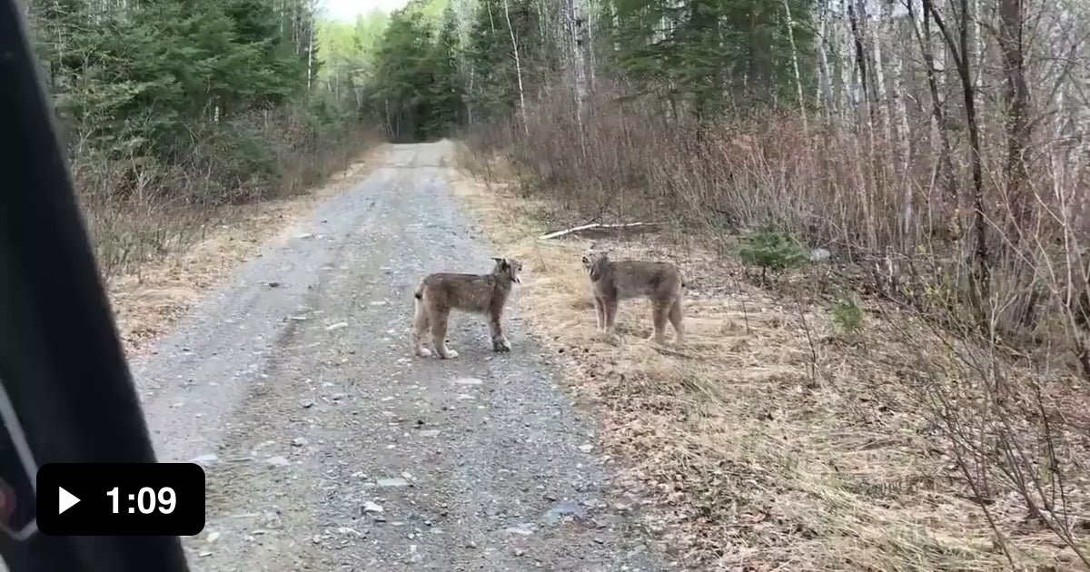 Lynx screaming at each other almost sound fake - 9GAG