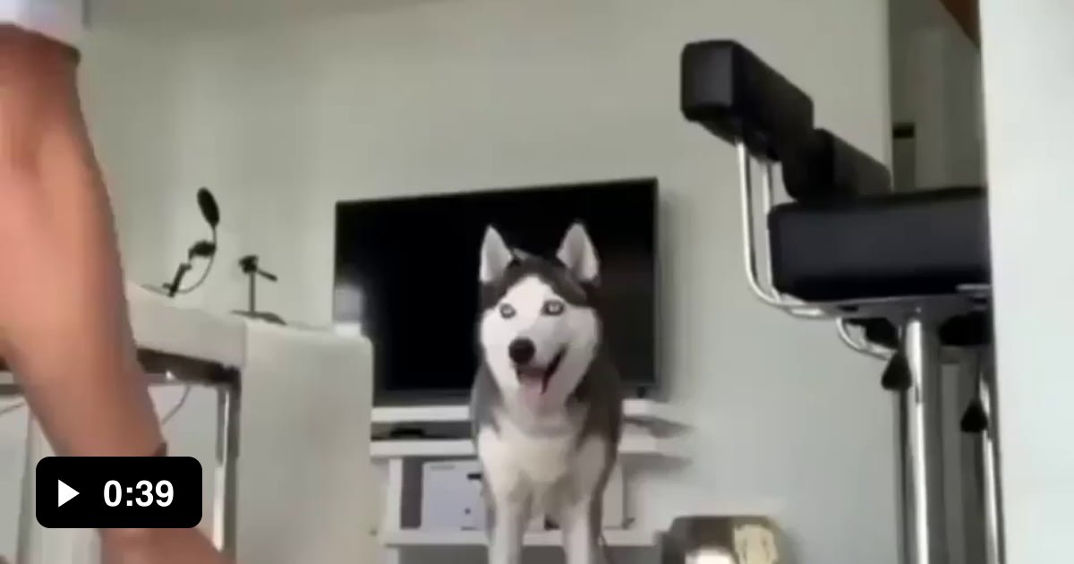 Dog is not falling for her trickses 9GAG