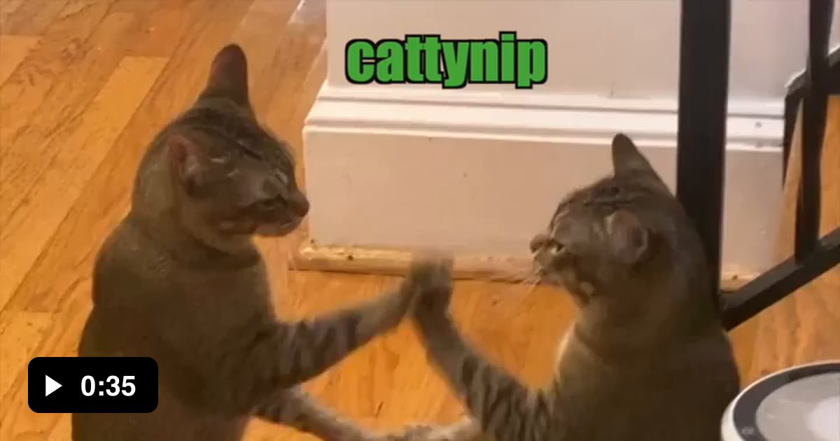 cats-play-cattynip-klr-productions-9gag