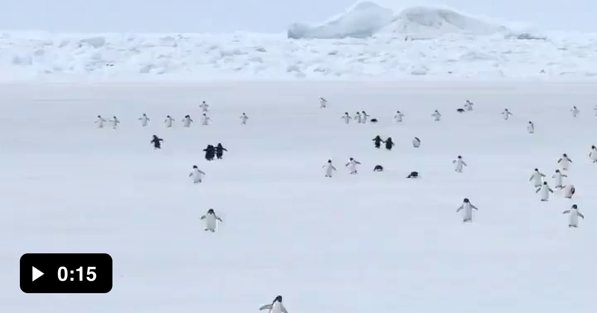 5x increased speed penguins - 9GAG