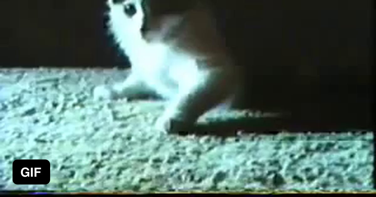 Cat REM sleep without paralysis 9GAG