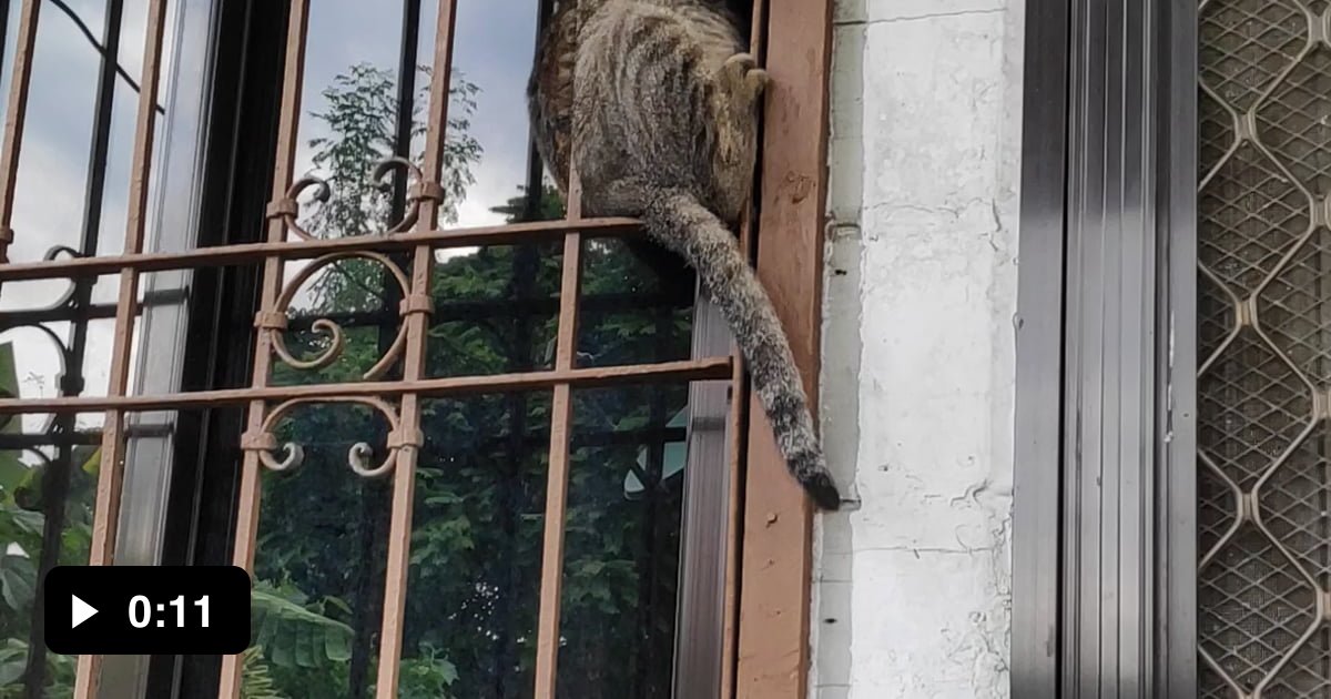 Cat won't go down after being chased by a dog 9GAG