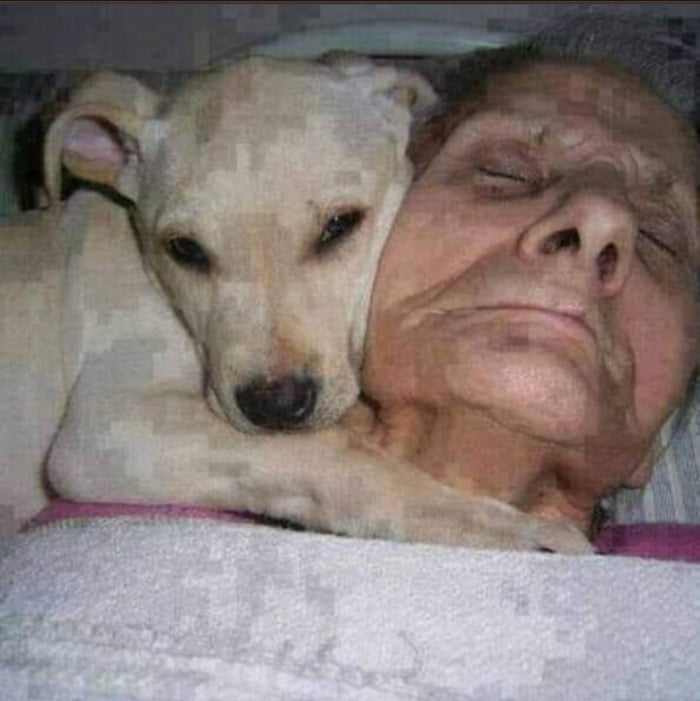 70yearold Francis Romero was in a coma in hospital. His dog was