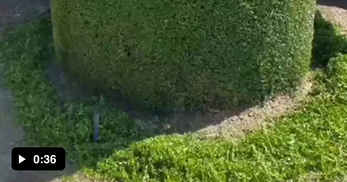 Shaping the shrubbery 9GAG