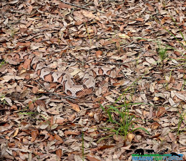 Insane Copperhead snake camouflage 9GAG