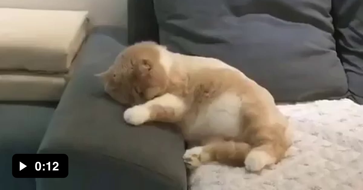 When your cat crashes his bicycle in his dream.. 😂 9GAG