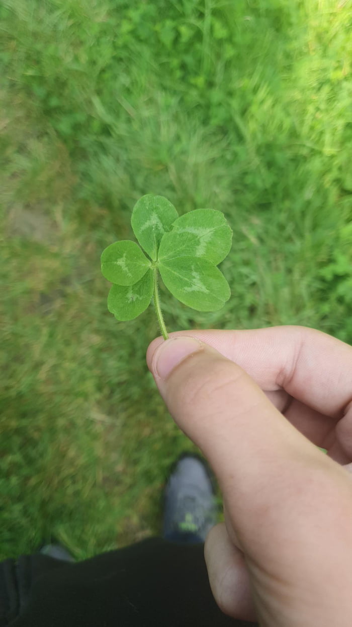 Found a 5 leaf clover next to a couple of 4 leaf clovers on a walk