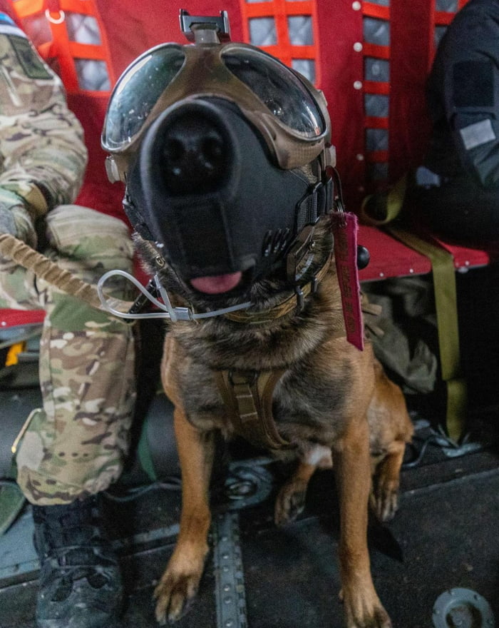 Estonian Police K-9 unit joined a NATO training exercise - 9GAG