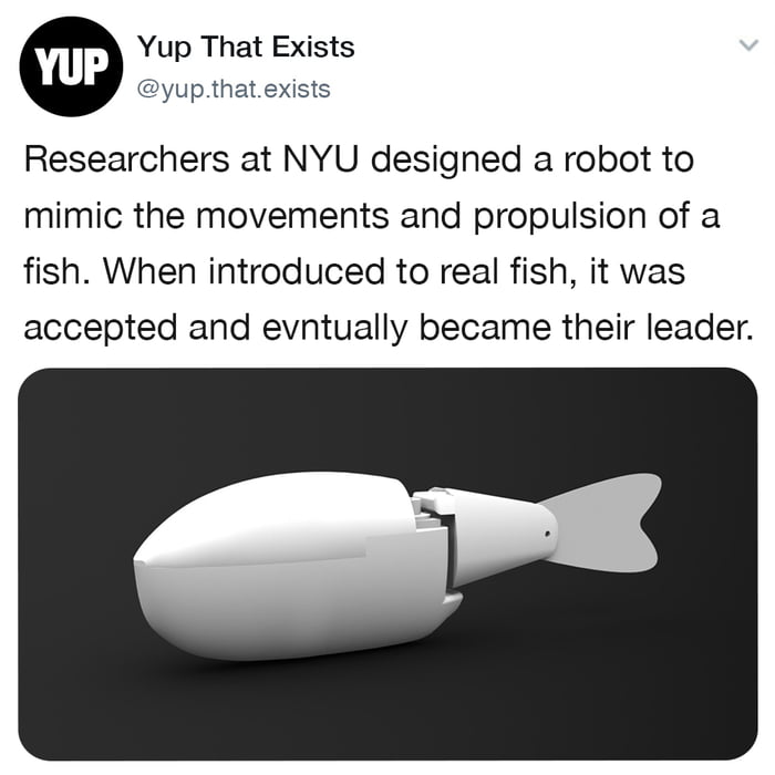 When a prehistoric meme fish replica becomes your leader, your future ...